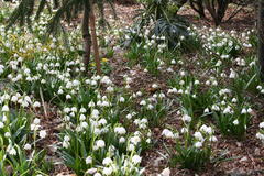 Krokusse, Märzenbecher, Schneeglöckchen und Winterlinge bedecken große Flächen im Garten