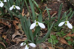 Schneeglöckchen wachsen in Saxdorf in großer Vielfalt. Der Kenner achtet auf kleine Unterscheide in der Zeichnung der Kelch- und Hüllblätter.