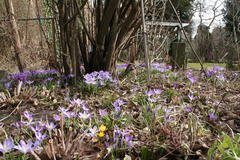 Krokusse, Märzenbecher, Schneeglöckchen und Winterlinge bedecken große Flächen im Garten