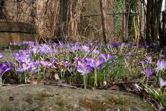 Krokusse, Märzenbecher, Schneeglöckchen und Winterlinge bedecken große Flächen im Garten