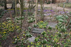 Krokusse, Märzenbecher, Schneeglöckchen und Winterlinge bedecken große Flächen im Garten