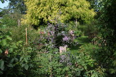 Gartenansicht, im Vordergrund Wiesenraute