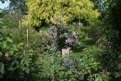 Gartenansicht, im Vordergrund Wiesenraute
