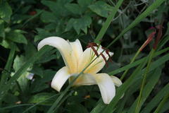 Lilien