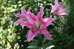 Lilien