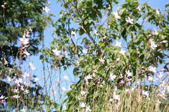 Gaura