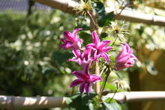 Clematis