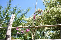 Clematis