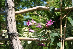 Clematis