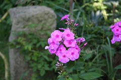 Phlox