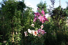 Lilien