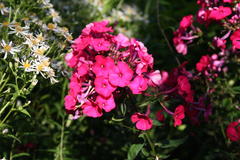 Phlox