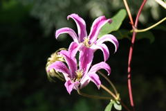 Clematis