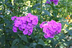 Phlox