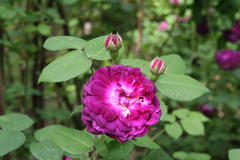Gloire des Jardins (vor 1815)