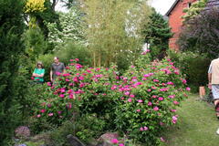 Rosenfest 2012