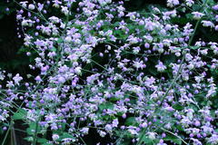 Juli 2012: Wiesenraute