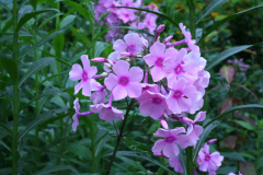 Juli 2012: Phlox