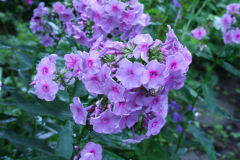 Juli 2012: Phlox