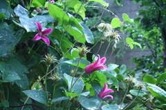 Juli 2012: Clematis