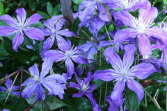 Juli 2012: Clematis