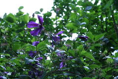 Juli 2012: Clematis