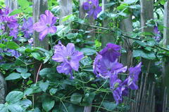 Juli 2012: Clematis