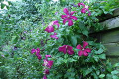 Juli 2012: Clematis