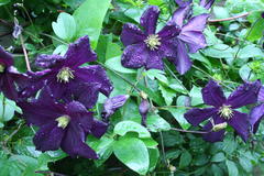 Juli 2012: Clematis