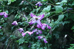 Juli 2012: Clematis