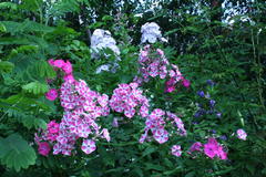 Juli 2012: Phlox