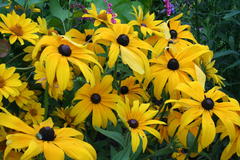 Juli 2012: Rudbeckia