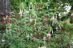 Oktober 2012: Fuchsien