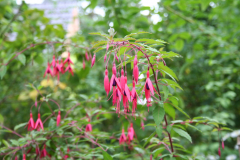 Oktober 2012: Fuchsien