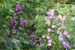 Oktober 2012: Herbstastern