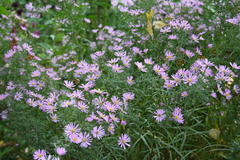 Oktober 2012: Herbstastern