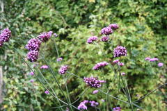 Oktober 2012: Verbenen