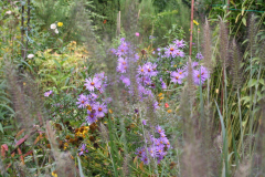 Oktober 2012: Herbstastern