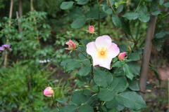 Oktober 2012: Rose Morning Mist