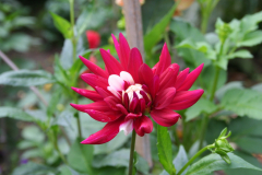 Oktober 2012: Dahlien