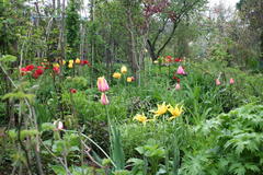 7. Mai 2013: Tulpen