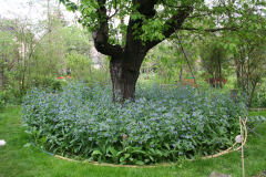 7. Mai 2013: Lungenkraut unter dem Kirschbaum