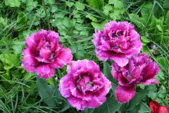 7. Mai 2013: Tulpen