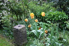 7. Mai 2013: Tulpen