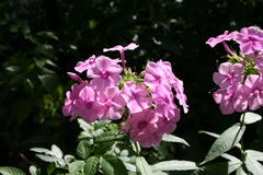 August 2013, Phlox