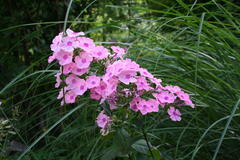 August 2013, Phlox