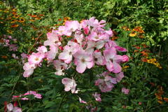August 2013, Sonnenbraut und Rose