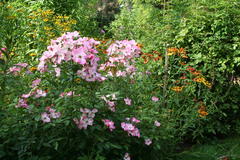 August 2013, Sonnenbraut und Rose