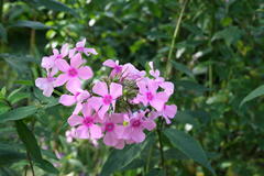 August 2013, Phlox