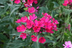 August 2013, Phlox